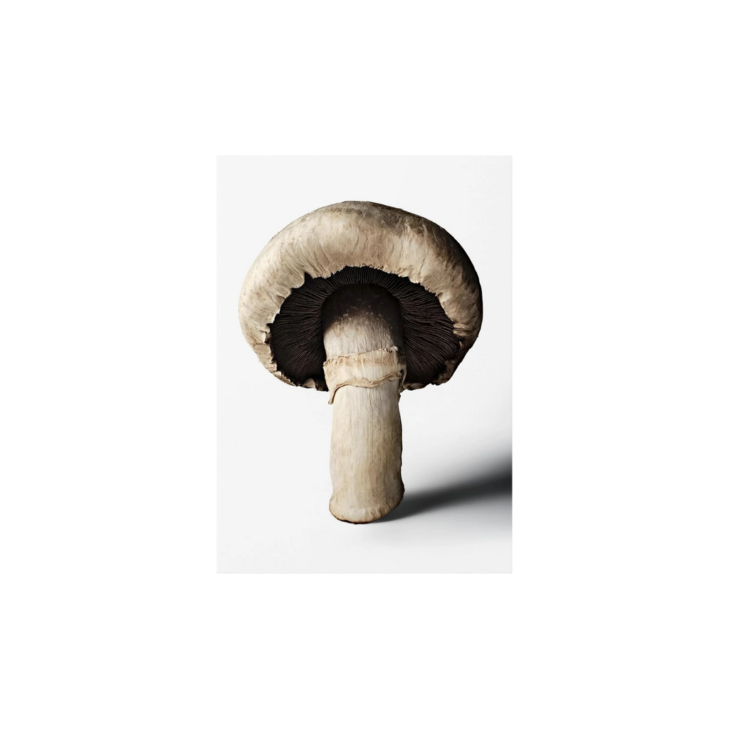 The Gourmand’s Mushroom Buch  | Kochbuch