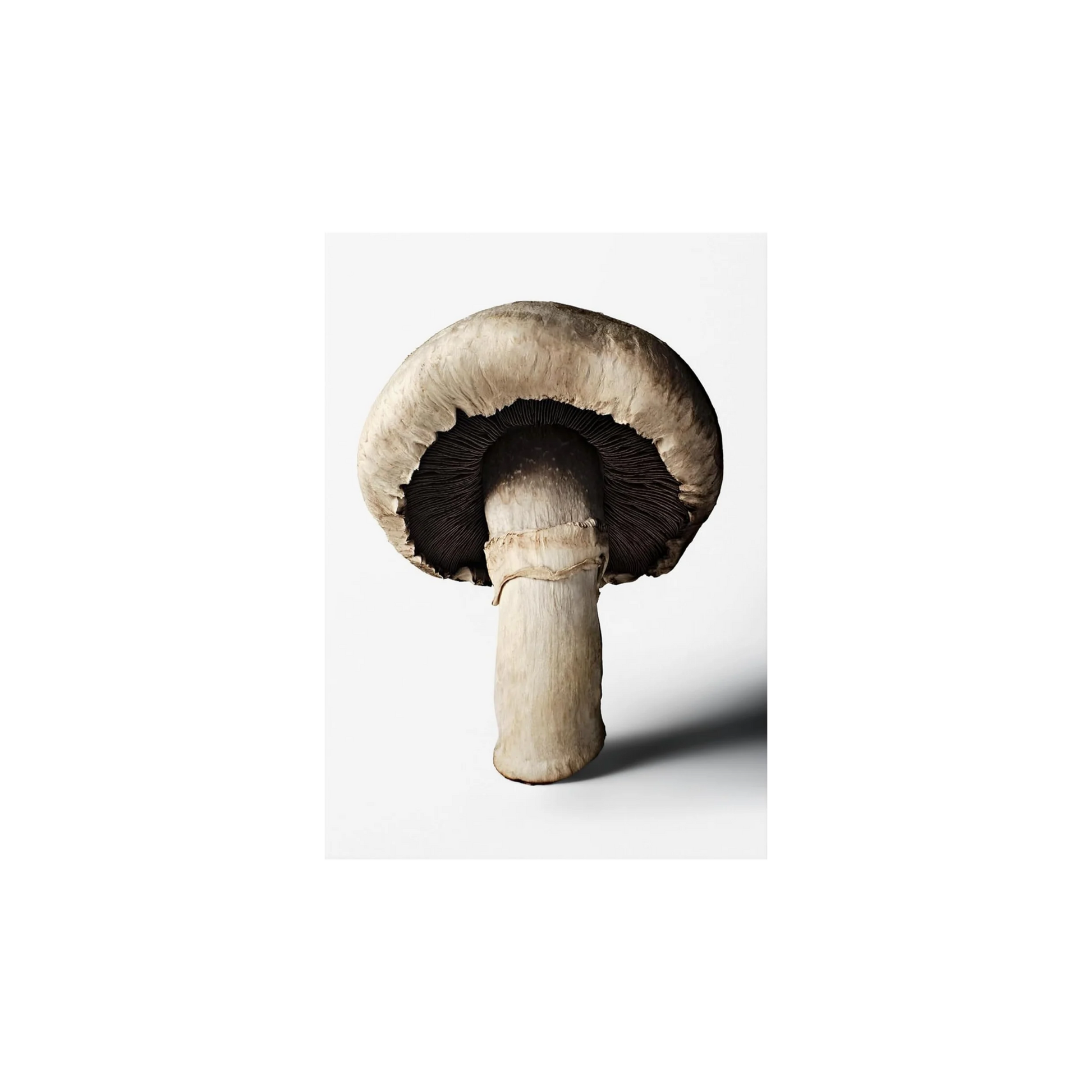 The Gourmand’s Mushroom Buch  | Kochbuch